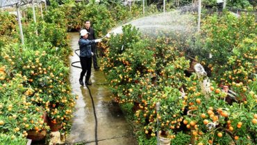 Làng quất cảnh Tứ Liên vào vụ Tết