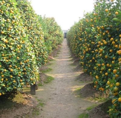 Vẫn còn quất tứ quý Tứ Liên